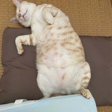 の写真