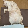 の写真