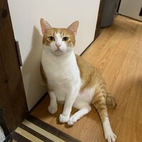 あん