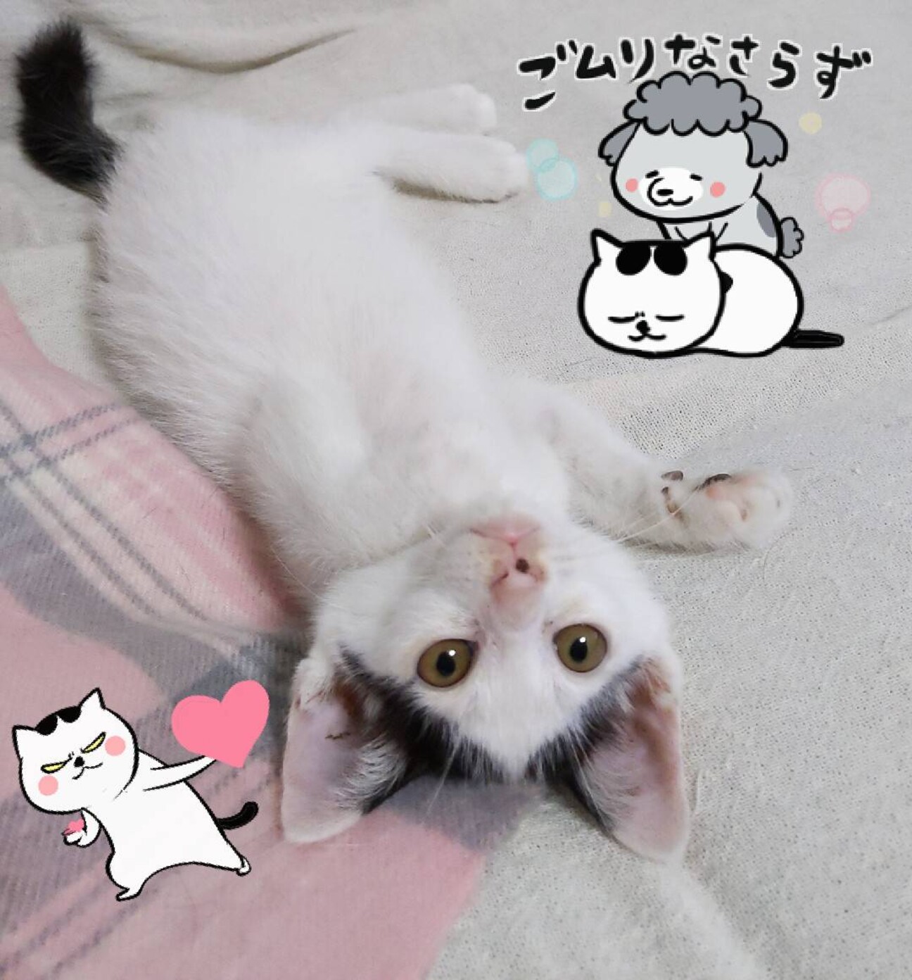 メス生後2ヶ月程 とても」大阪府 - 猫の里親募集(431496) 1枚目の