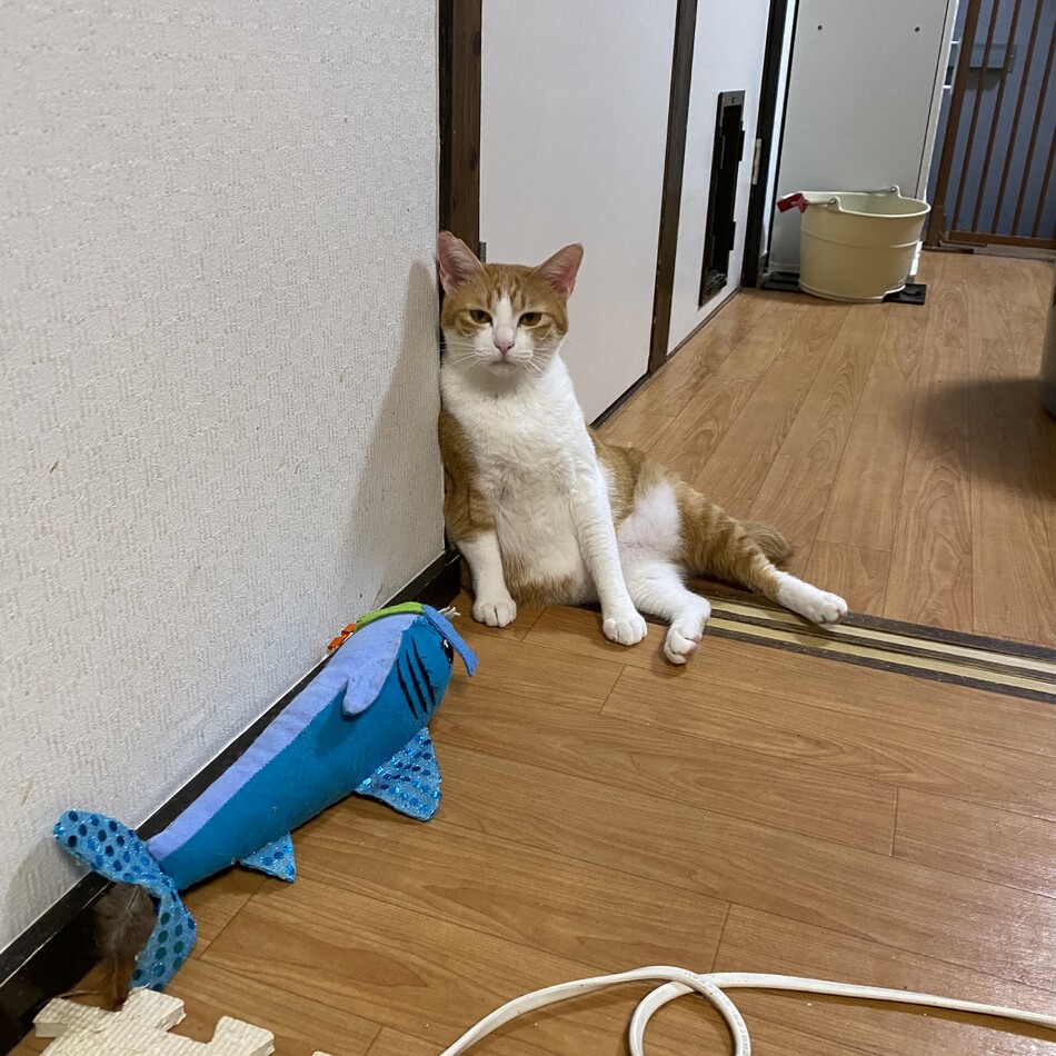 あんのカバー写真