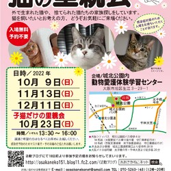 おおさかねこネット里親会が久しぶりに開催されます！