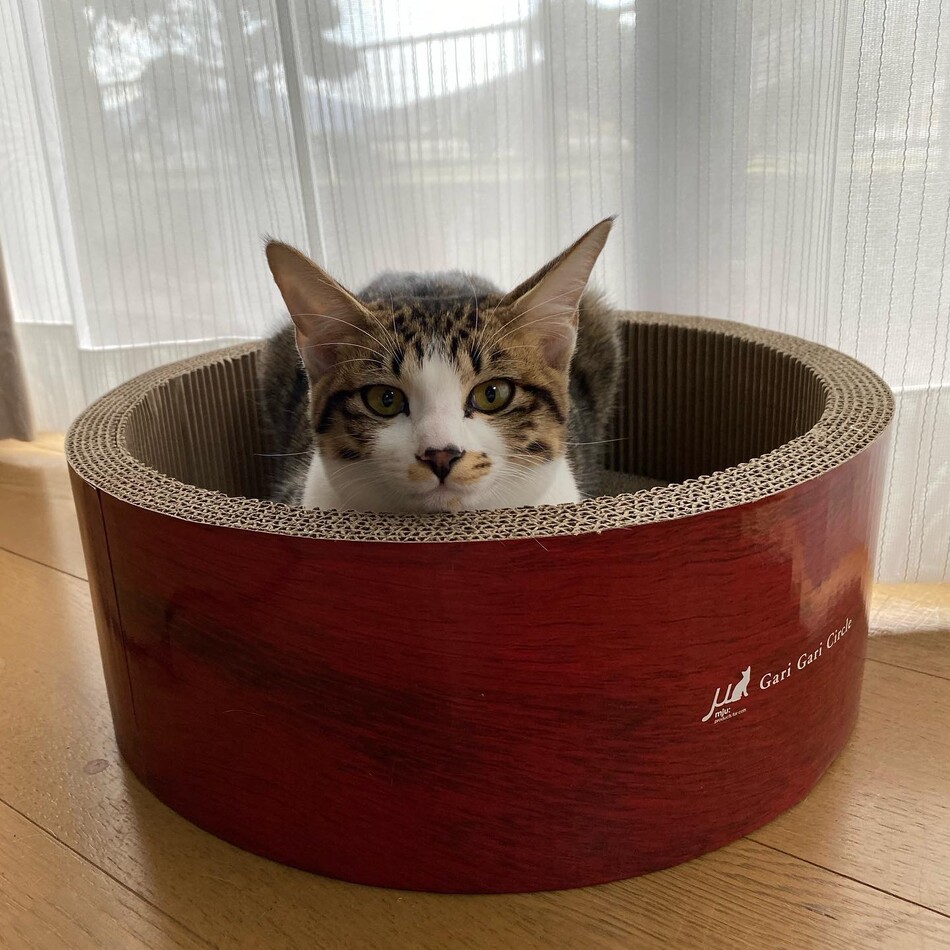 ここのカバー写真