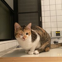 ころ