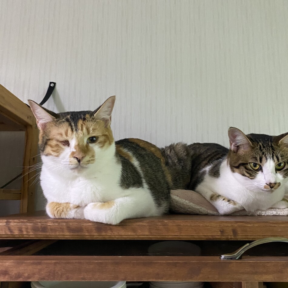 ころのカバー写真