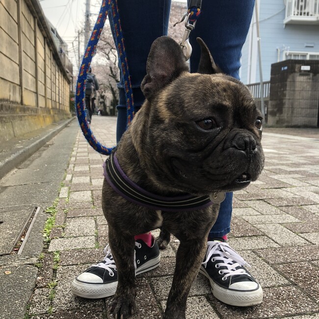 ふううたのカバー写真