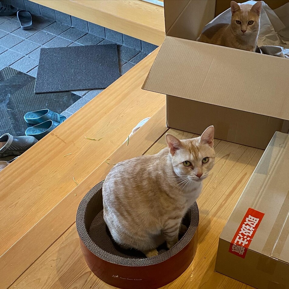 こたろうのカバー写真