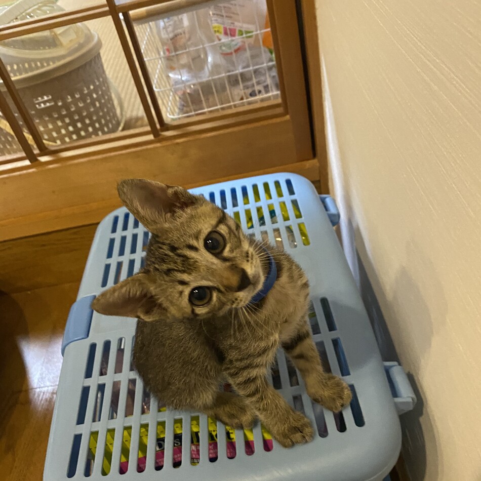 むぅのカバー写真