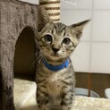 可愛いキジトラ兄弟の子猫（青の首輪）