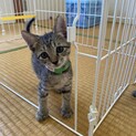 可愛いキジトラ兄弟の子猫（緑の首輪）