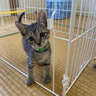 可愛いキジトラ兄弟の子猫（緑の首輪）