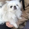 ちょんもり