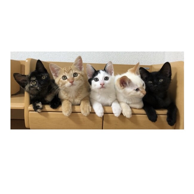 さこのカバー写真