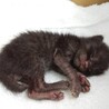 元気な赤ちゃん猫です サムネイル3