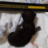 元気な赤ちゃん猫です サムネイル4