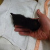 元気な赤ちゃん猫です サムネイル5