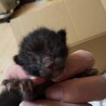 元気な赤ちゃん猫です サムネイル7