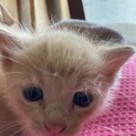 茶トラの男の子、約2週間