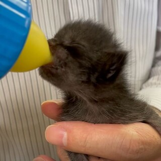 元気な赤ちゃん猫です