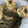 6ヶ月の子猫たち♡男の子も女の子もいます サムネイル3