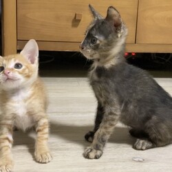 in瀬戸『来る福・招き猫祭り』2日間連日☆子猫の臨時譲渡会2022年9月24日（土）＆25日（日）