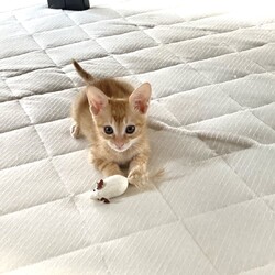 in瀬戸『来る福・招き猫祭り』2日間連日☆子猫の臨時譲渡会2022年9月24日（土）＆25日（日）