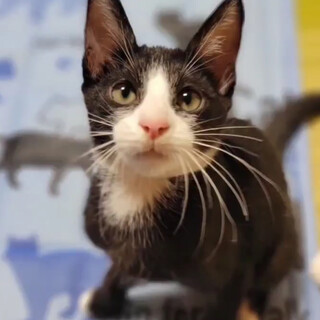 多頭飼育崩壊したお宅からの保護猫ちゃん