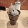 ミニうさぎの里親募集 サムネイル2
