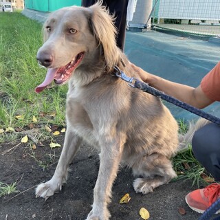 甘えん坊大人しいもうすぐ3歳ワイマラナーもみじさん