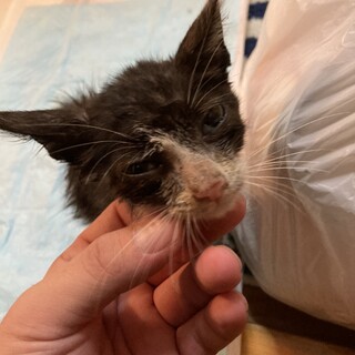 雑種オス1ヶ月です。