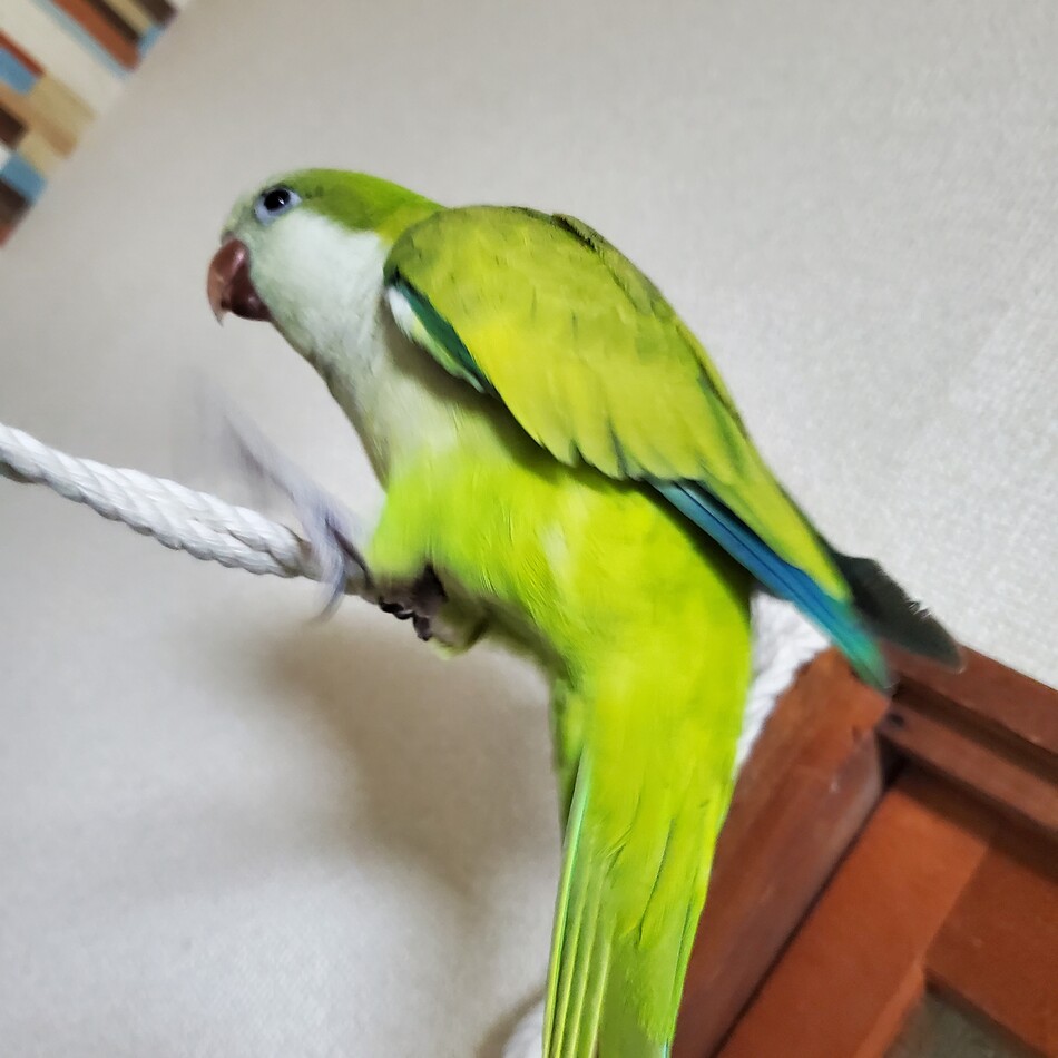 若葉のカバー写真