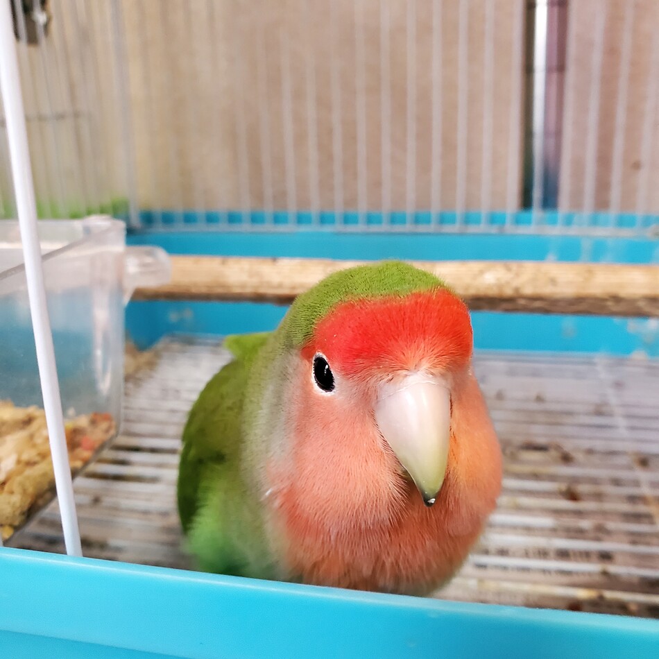 サクラのカバー写真