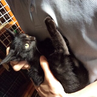 黒猫金目子猫3ヶ月♂。ビビりだけど本当は甘えん坊