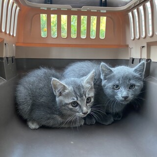 2匹の姉妹に幸せを^･·̫･̥ฅ♡