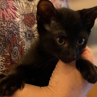 素直で甘えん坊な黒子猫　2.5か月