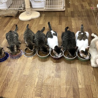 6ヶ月の子猫たち♡男の子も女の子もいます