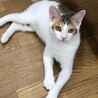 6ヶ月の子猫たち♡男の子も女の子もいます サムネイル4