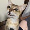 木木木猫