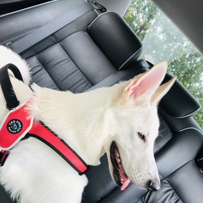 のあのあ。のカバー写真