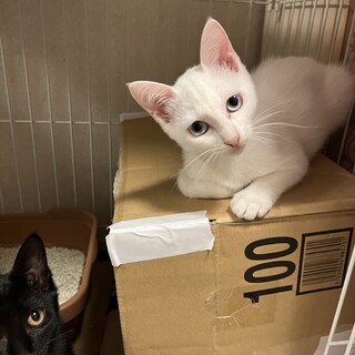 台風前に保護された5兄妹！