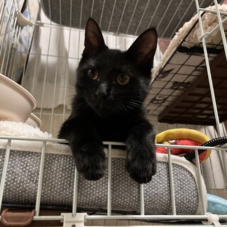 台風前に保護された5兄妹