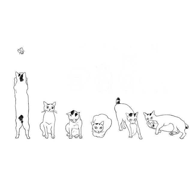 ミャウハウスのカバー写真