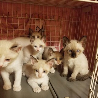 シャム系の子猫ちゃん6匹