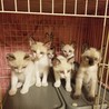 シャム系の子猫ちゃん6匹 サムネイル2