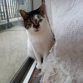 佐藤ライス、トライアル予定！一次募集中止