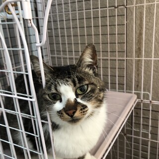 わたしはリンリンよ！