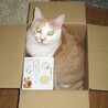 ダイエットしょう！
