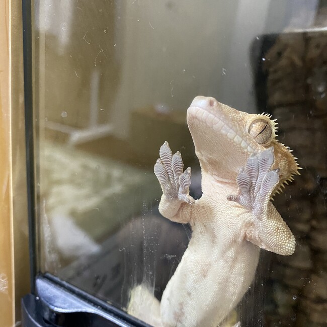あちゃんこさんのカバー写真