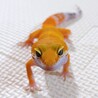 あちゃんこさん