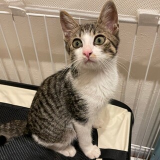 人馴れ抜群★くるみ君